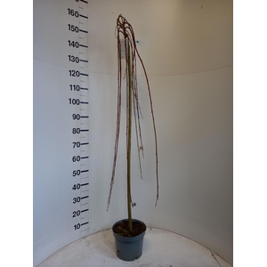 SALIX CAP KILMARNOCK stock