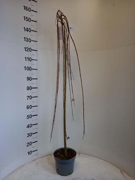 <h4>SALIX CAP KILMARNOCK</h4>