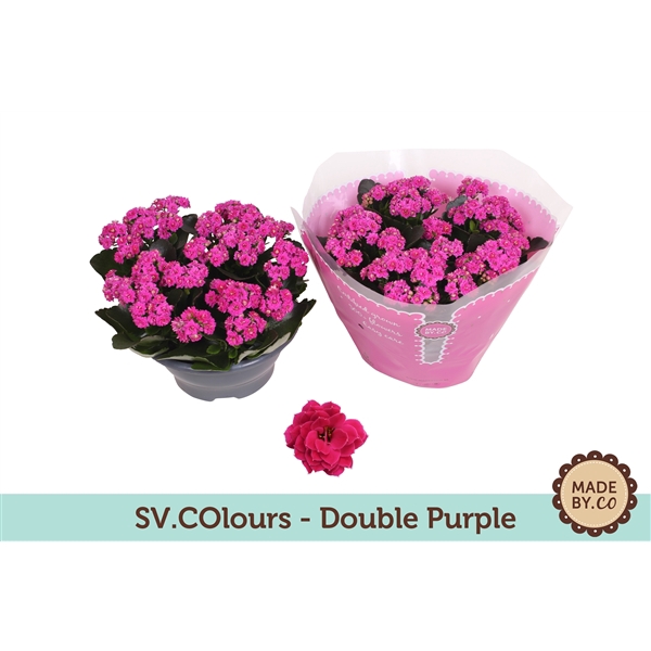 Kalanchoë Double Purple in SV.COloursleeve