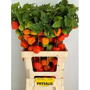 PHYSALIS LAMPION TAK
