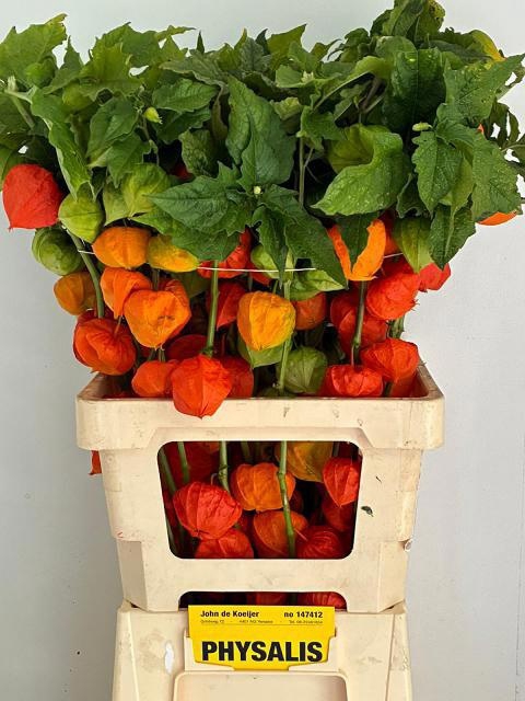 <h4>PHYSALIS LAMPION TAK</h4>