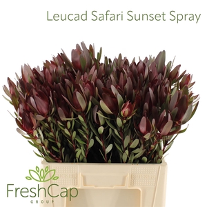 Leucad Safari Sunset Spray