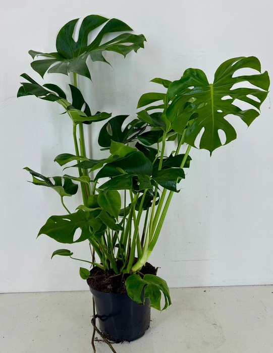 <h4>Monstera deliciosa p25</h4>