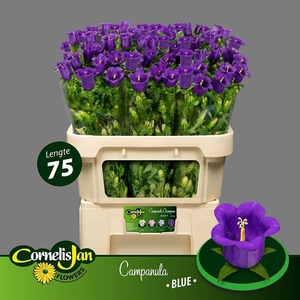 CAMP M CHAMP BLUE
