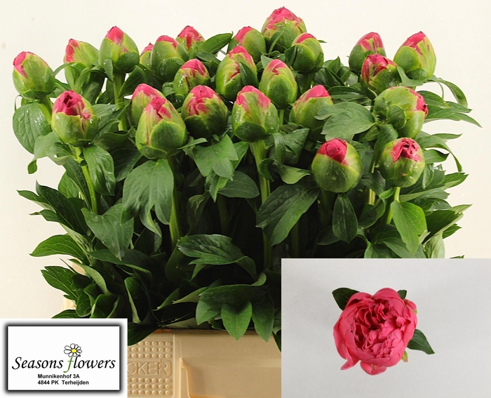 <h4>PAEO CORAL SUNSET</h4>