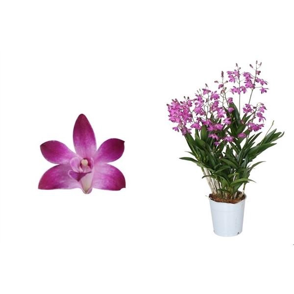 <h4>Dendrobium, Berry Oda 12+ spike 'Exclusiva Orchidea' Potcover</h4>