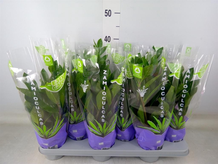 <h4>Zamioculcas zamiifolia</h4>