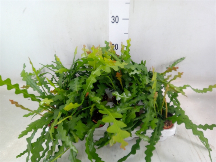 <h4>Epiphyllum anguliger</h4>