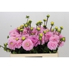 Dahlia Wizard of Oz