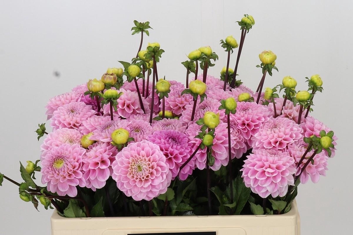 <h4>Dahlia Wizard of Oz</h4>