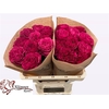 Rosa Garden Cherry Velvet