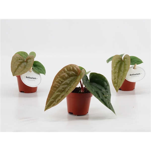 <h4>Anthurium Luxurians x Radicans</h4>