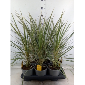 Cordyline austr. 'Variegata'