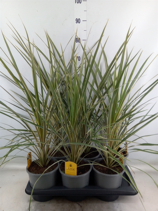 <h4>Cordyline austr. 'Variegata'</h4>