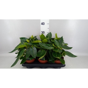 Peperomia