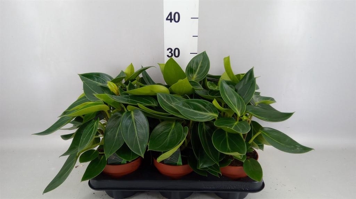 <h4>Peperomia</h4>