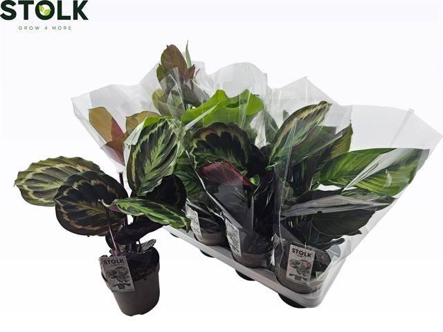 <h4>CALAT GEM 4 SRT</h4>