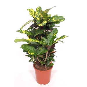 Codiaeum Codiaeum variegatum kleinb