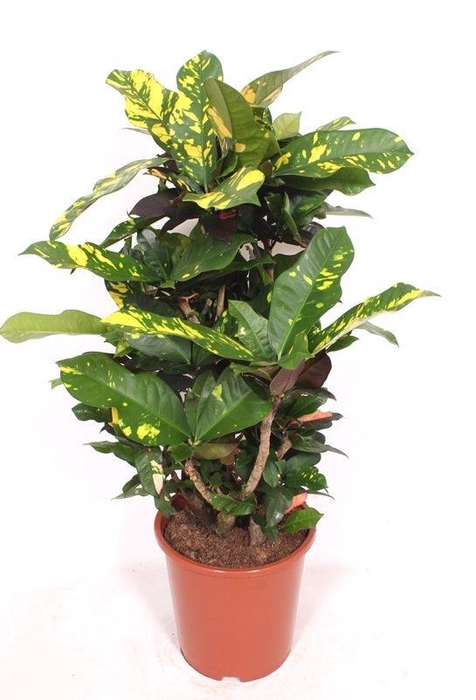 <h4>Codiaeum Codiaeum variegatum kleinb</h4>