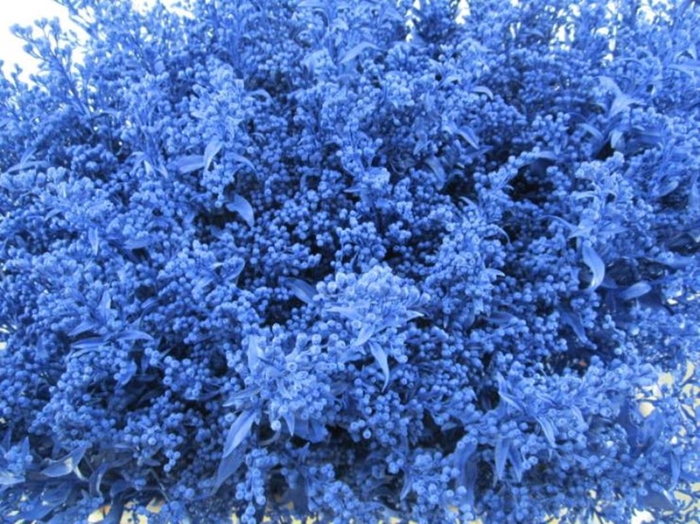 <h4>Solidago Blauw</h4>