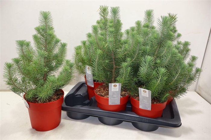 <h4>Pinus Silver Crest</h4>