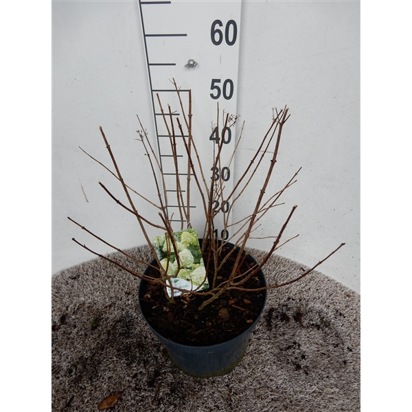 <h4>Hydrangea pan. Limelight 50-60 P26</h4>