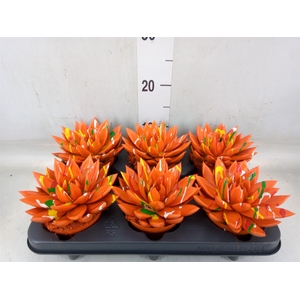 Echeveria  'Miranda'