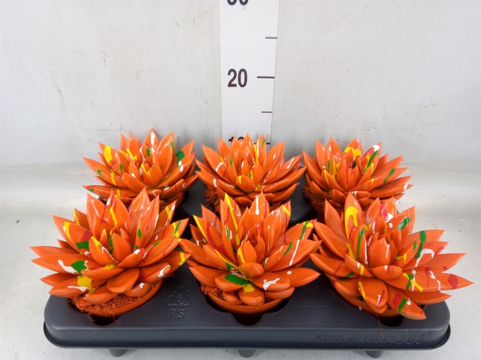 <h4>Echeveria  'Miranda'</h4>