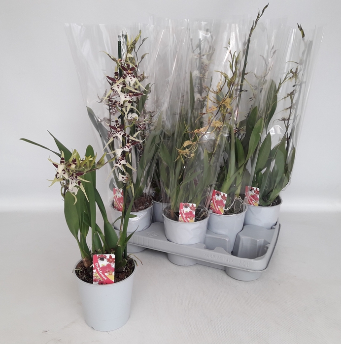 <h4>BRASSIA SUMMER DREAM</h4>