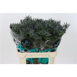 Eryngium Orion Qstar