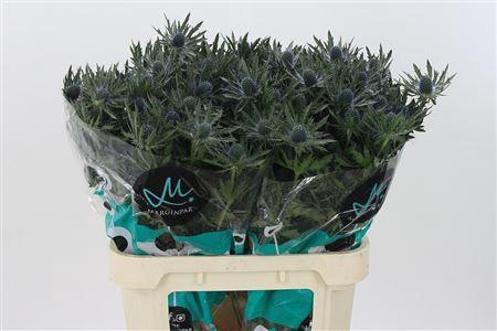 <h4>Eryngium Orion Qstar</h4>