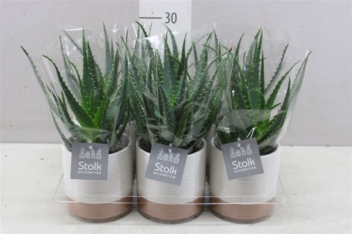 <h4>Aloe Arborescens Milou Keramiek</h4>