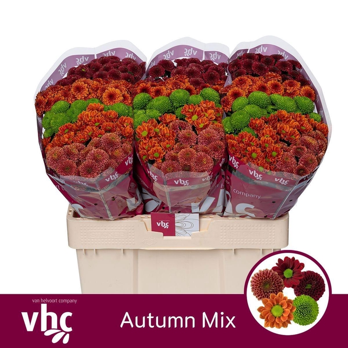 <h4>CHR S AUTUMN MIX</h4>