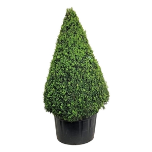 Buxus sempervirens