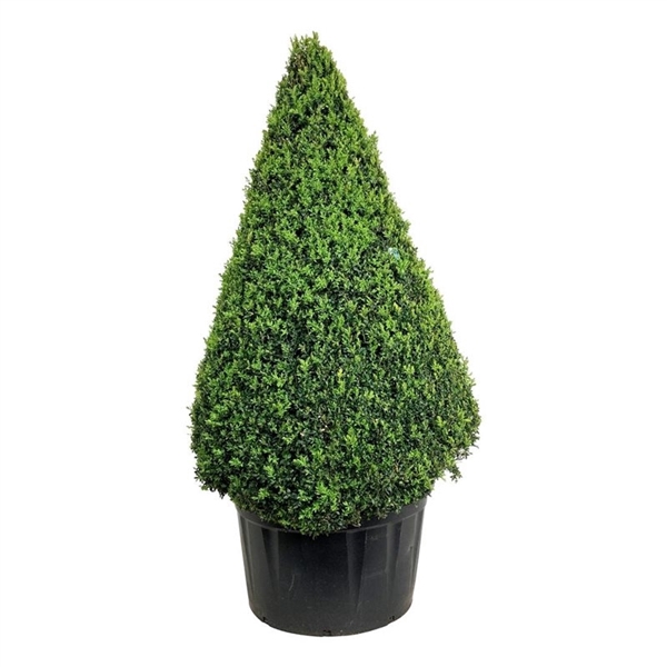 <h4>Buxus sempervirens</h4>