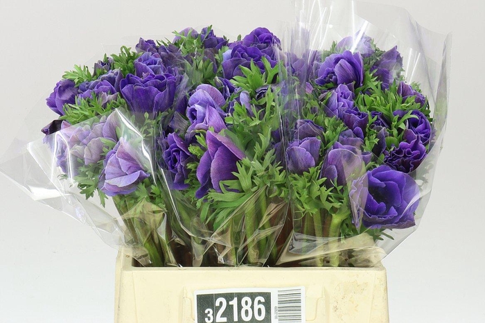 <h4>Anemonen Mistral Blue</h4>