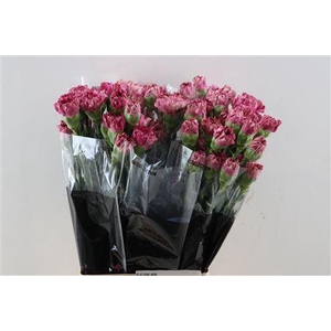 Dianthus st Viper Wine