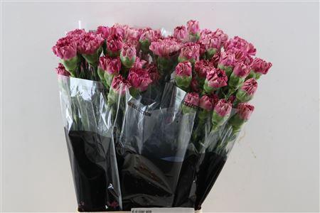 <h4>Dianthus st Viper Wine</h4>