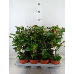 Camellia japonica 'Dr King'