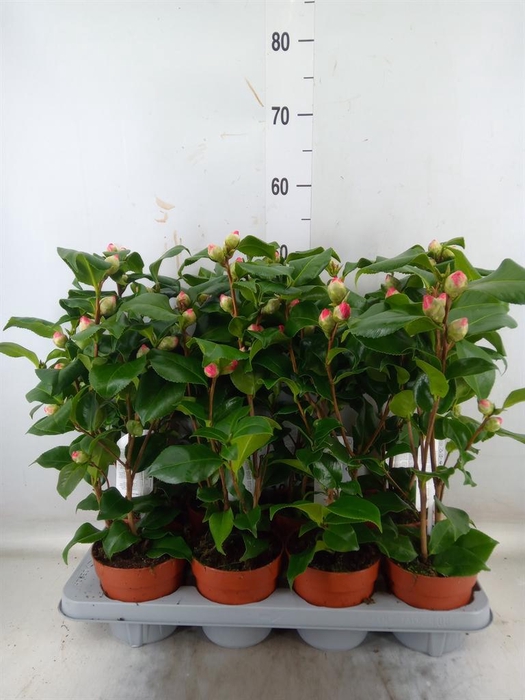 <h4>Camellia japonica 'Dr King'</h4>