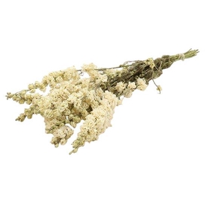 Bunch Delphinium Slv 100g L60