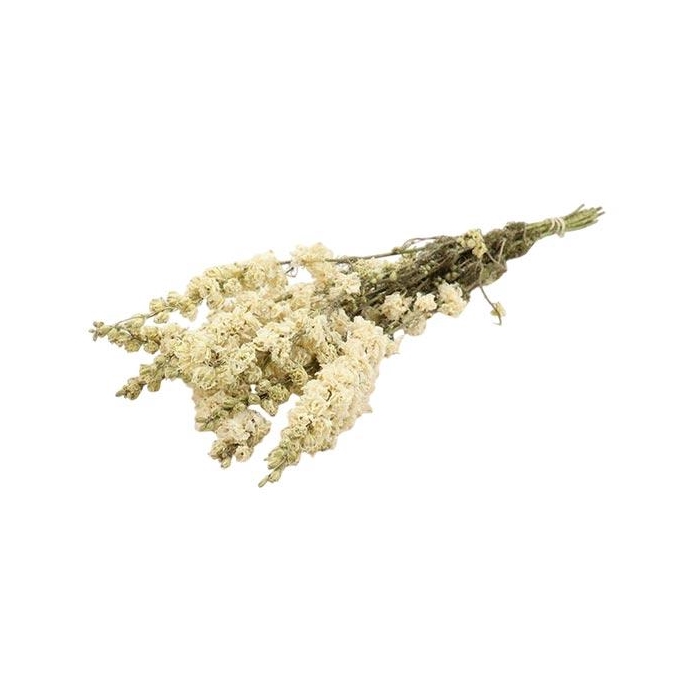 <h4>Bunch Delphinium Slv 100g L60</h4>