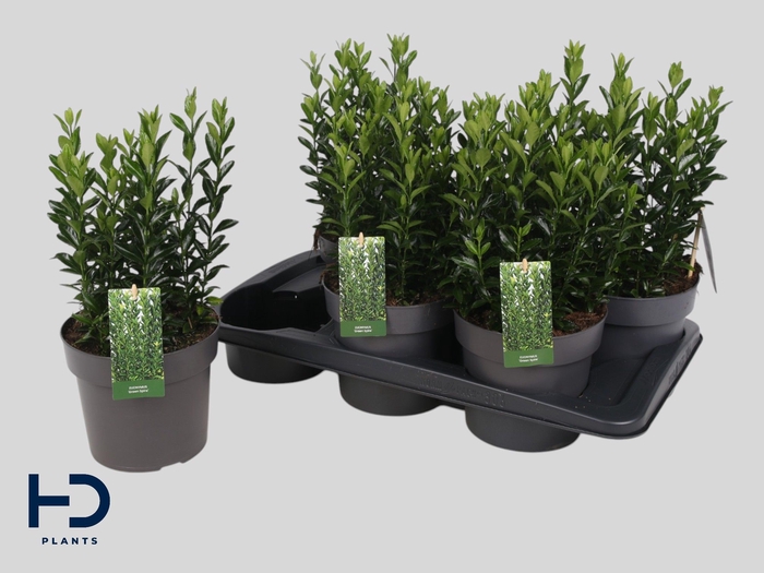 <h4>EUONYMUS JA GR SPIRE</h4>