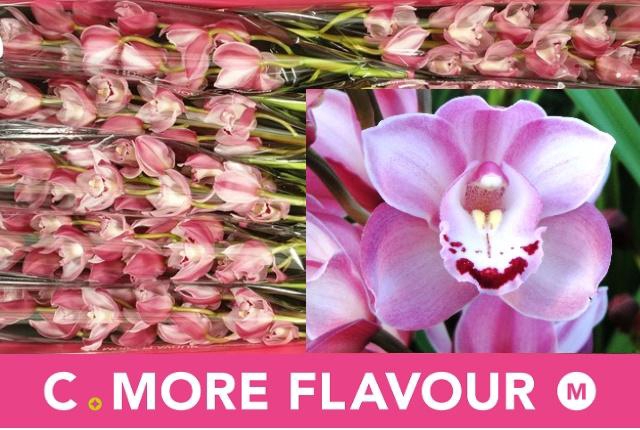 <h4>CYMB MI RIAAD</h4>