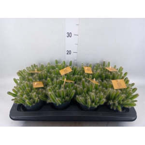 Hylocereus undatus