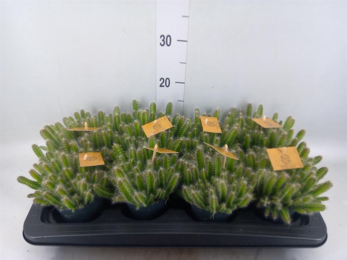 <h4>Hylocereus undatus</h4>