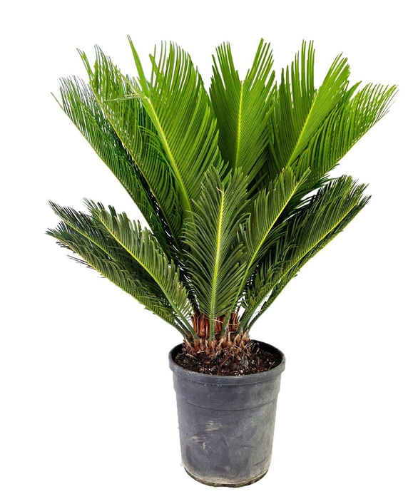 <h4>Cycas revoluta</h4>