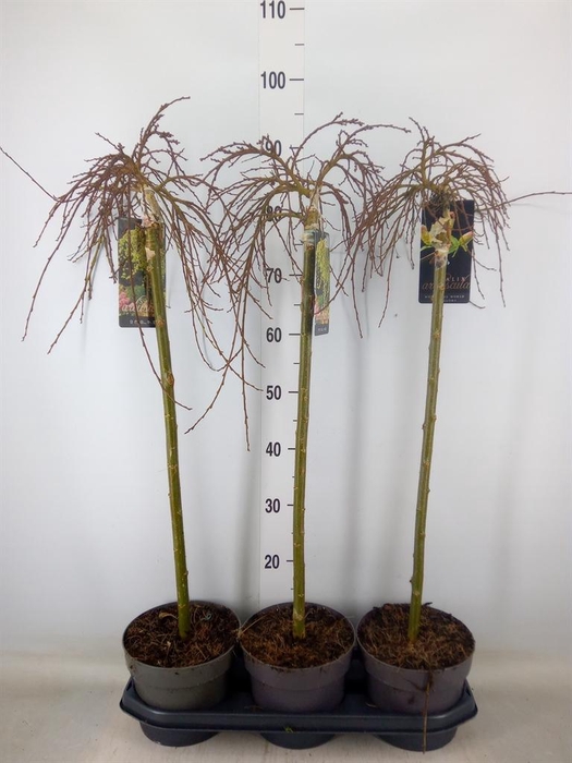 <h4>Salix arbuscula</h4>