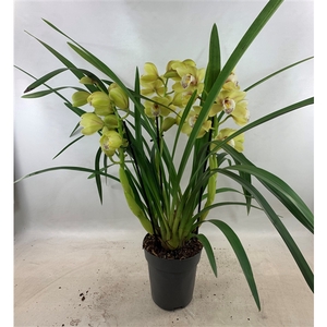 Cymbidium Anna 3-tak