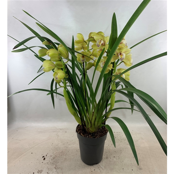 <h4>Cymbidium Anna 3-tak</h4>